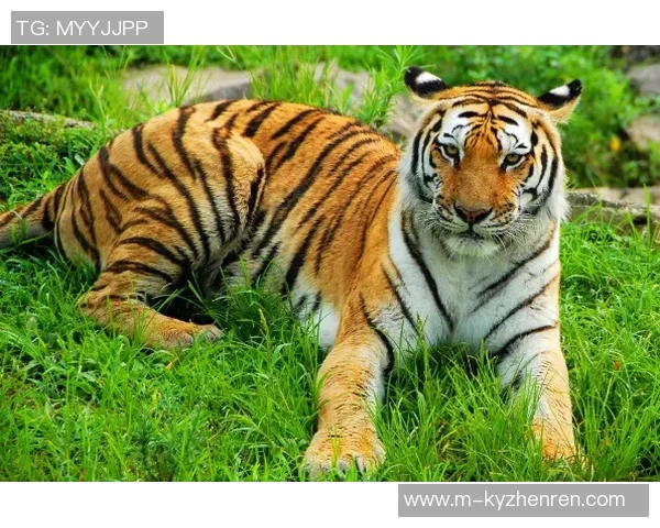 老虎竞技与全男竞技的巅峰对决谁将赢得这场精彩赛事的胜利 老虎竞技与全男竞技的巅峰对决谁将赢得这场精彩赛事的胜利